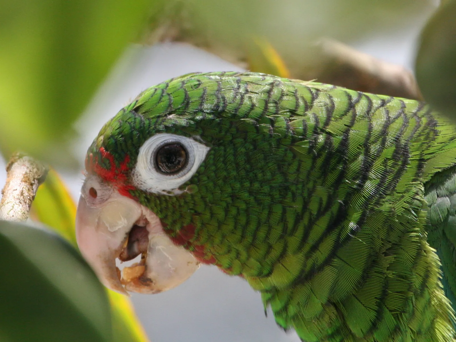 Puerto Rican parrot photographed at the Iguaca Aviary in Puerto Rico